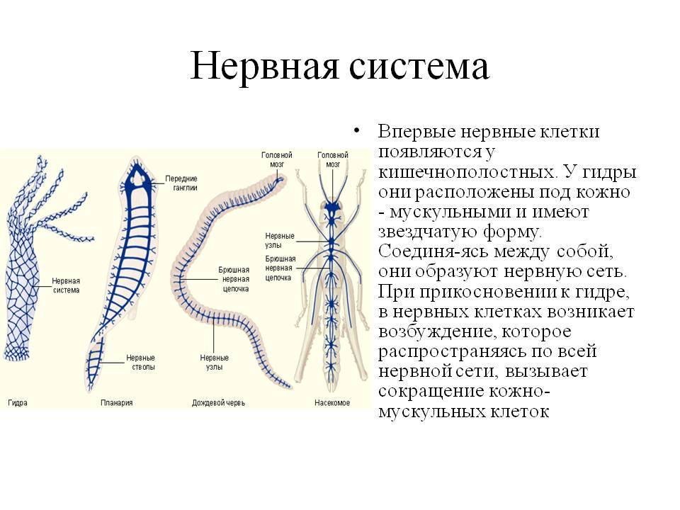 Ссылка на кракен тор браузер